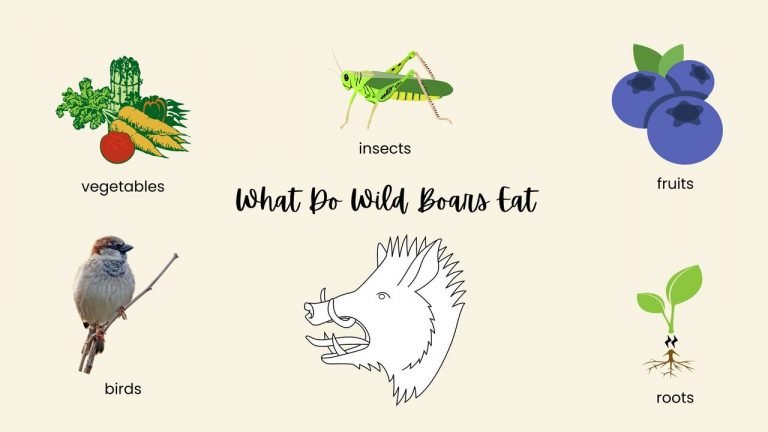 What Do Wild Boars Eat