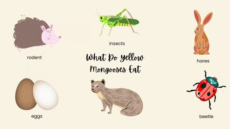 What Do Yellow Mongooses Eat