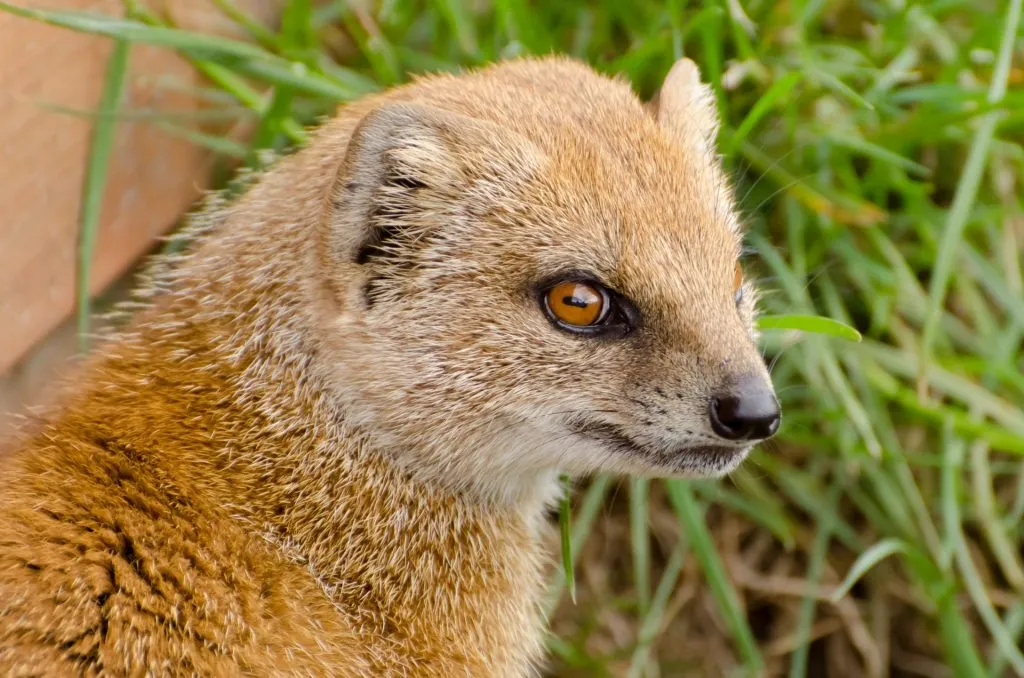 yellow mongoose in wildlife