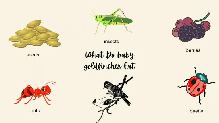 What Do baby goldfinches Eat