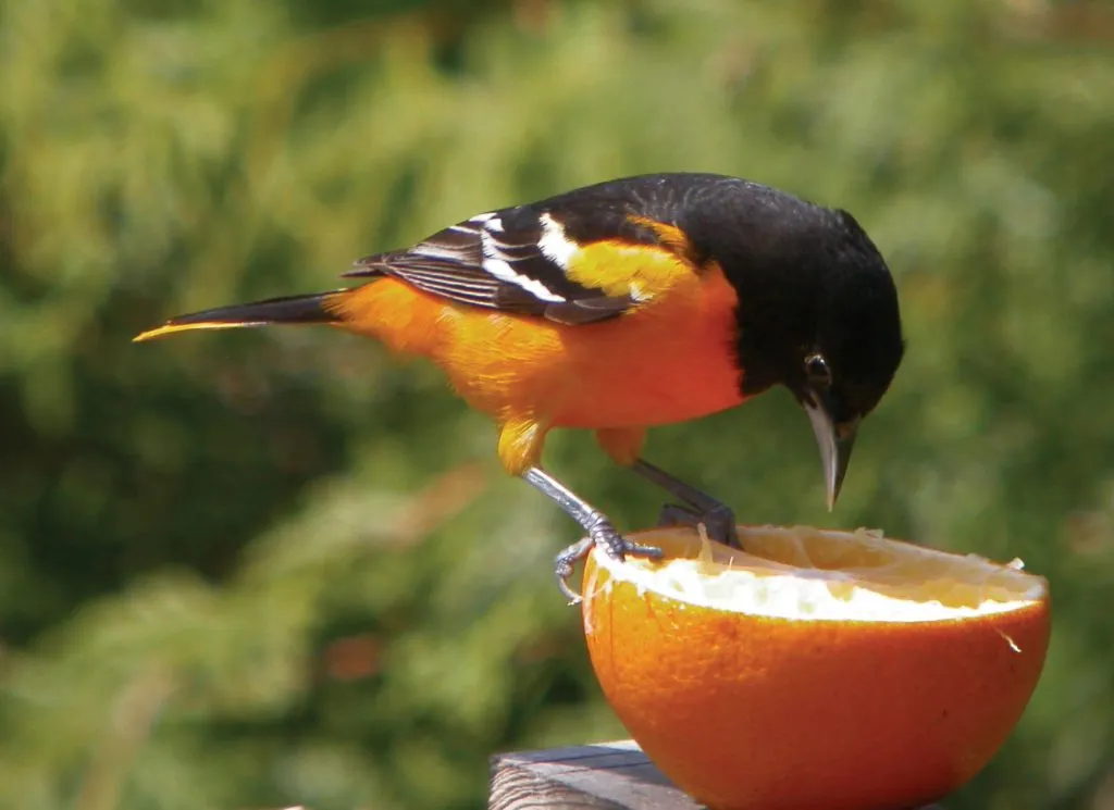oriole eating orange