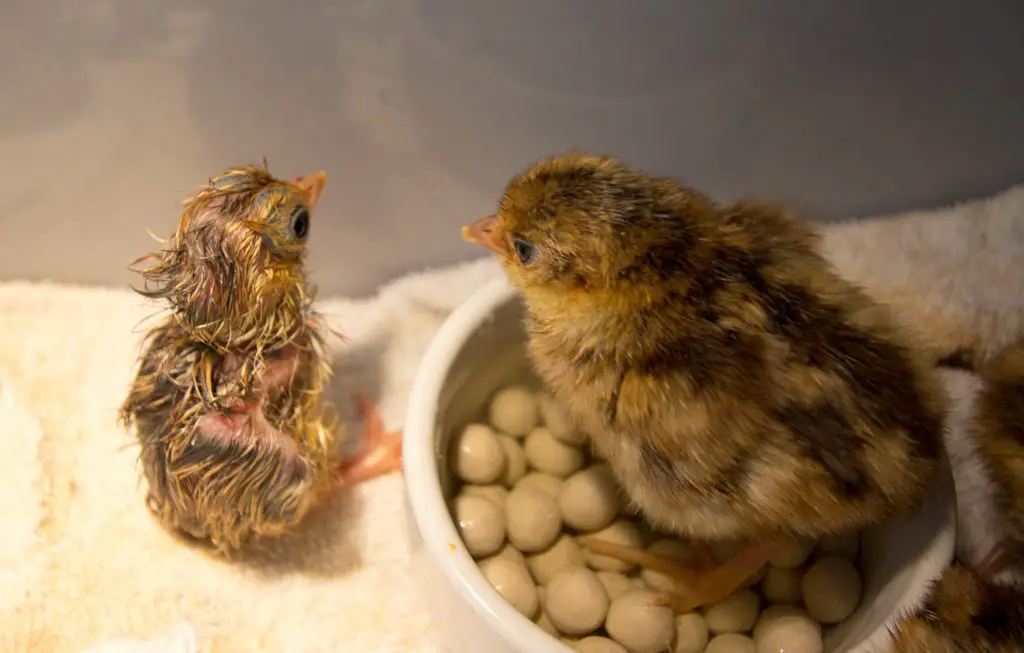 Two Baby Pheasants