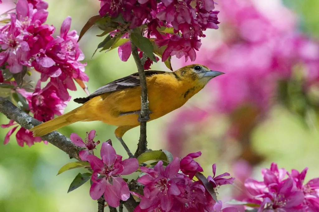 baltimore oriole in the garden