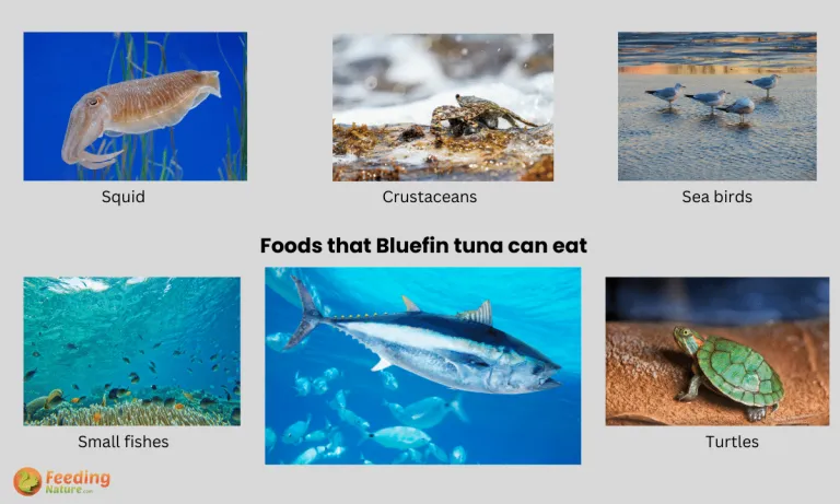 what do bluefin tuna eat