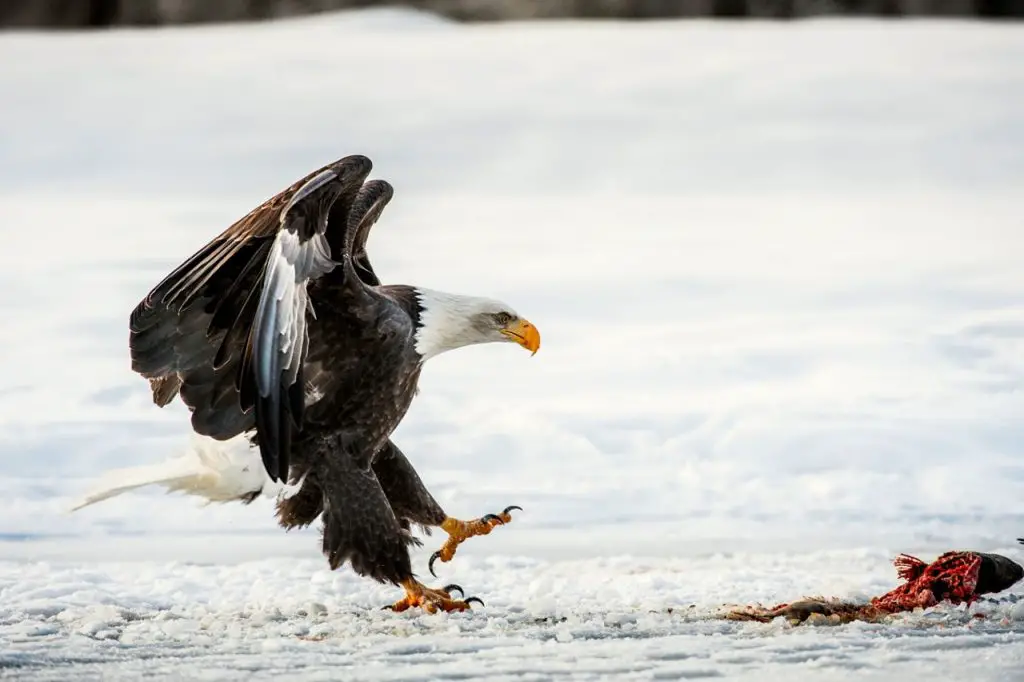 golden eagle hunting