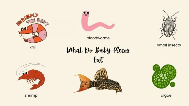 What Do Baby Plecos Eat