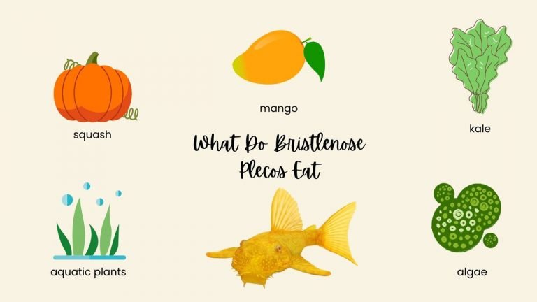 What Do Bristlenose Plecos Eat