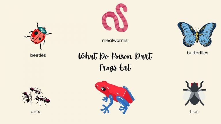 What Do Poison Dart Frogs Eat