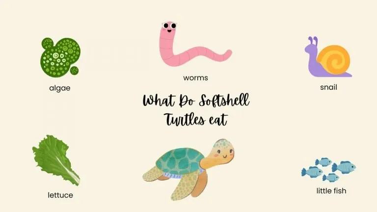 What Do Softshell Turtles eat