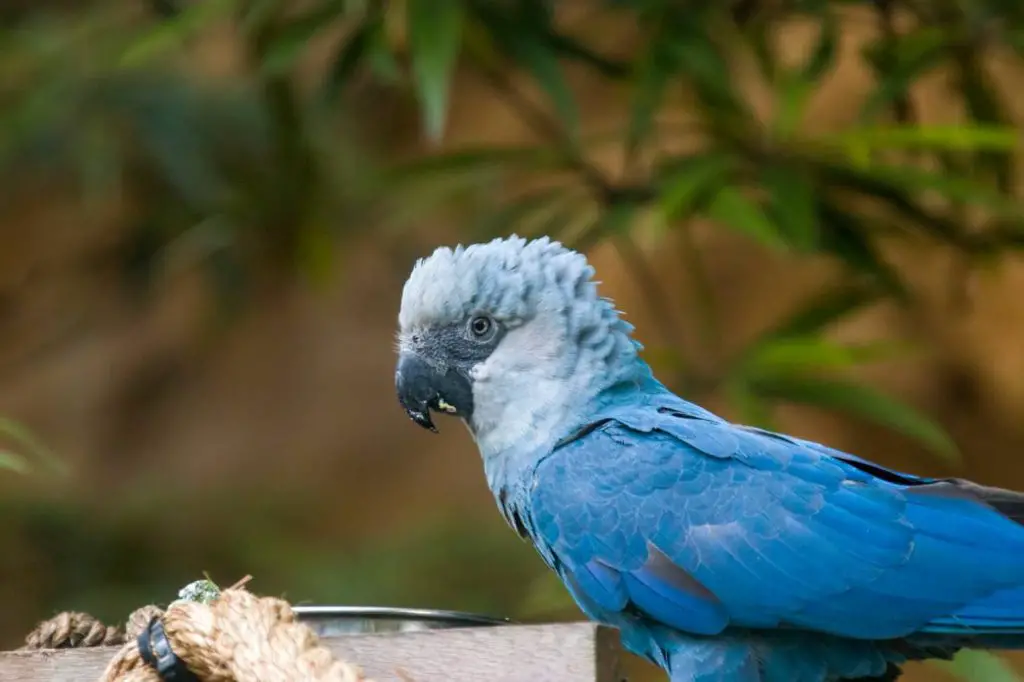 What Do Blue Macaws Eat?