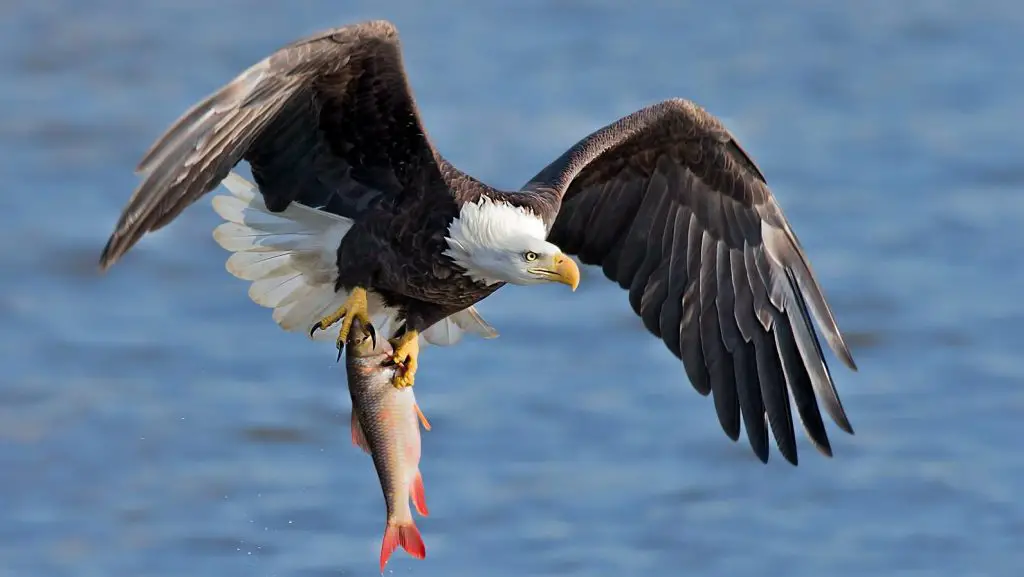 golden eagle hunting fish