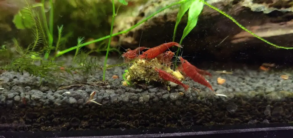 red cherry shrimp eating