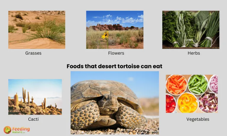 what do desert tortoises eat