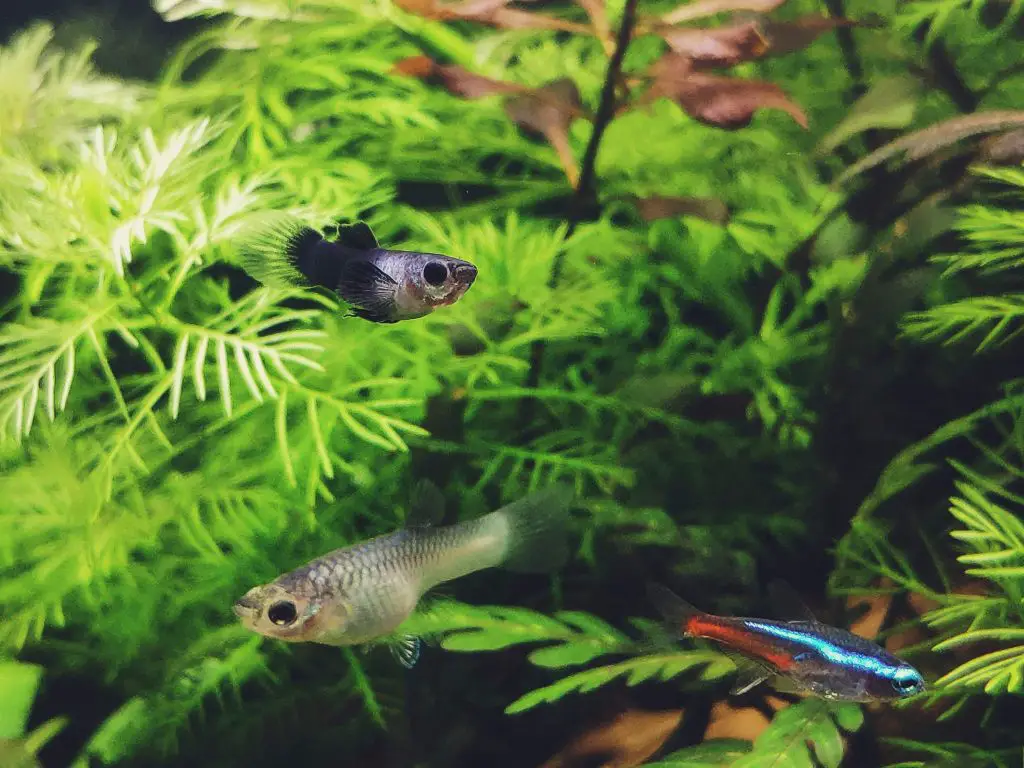 what do neon tetras eat