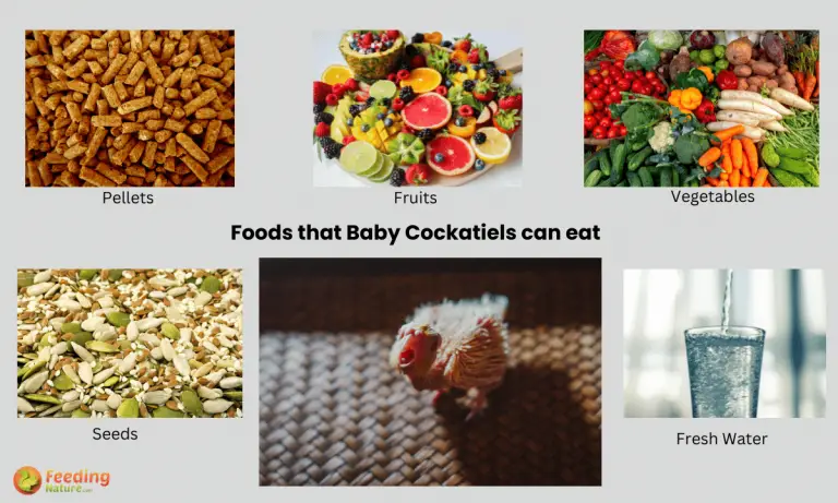 what do Baby Cockatiels eat