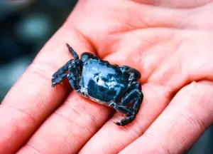 what do baby blue crabs eat