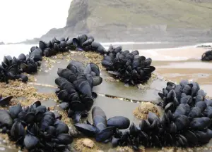 what do baby blue crabs eat