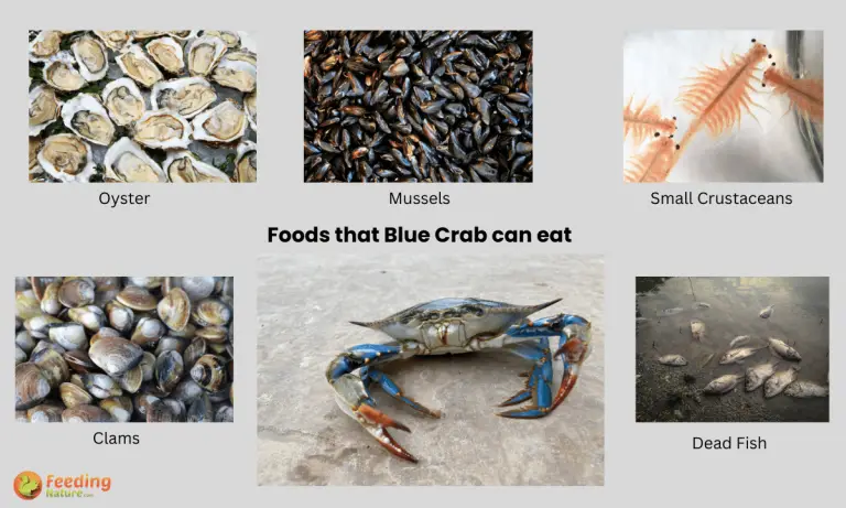 what do blue crab eat