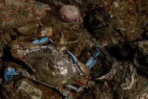 what do blue crabs eat