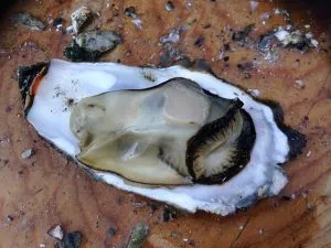 what do blue crabs eat