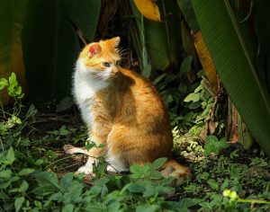 What Do Feral Cats Eat? 5 Foods They Love - Feeding Nature