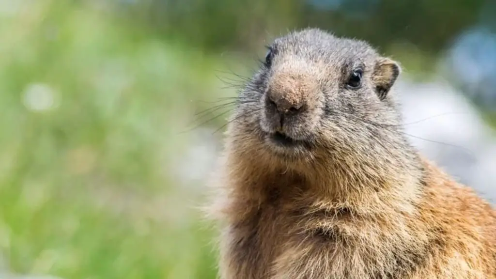 What Do Groundhogs Eat?