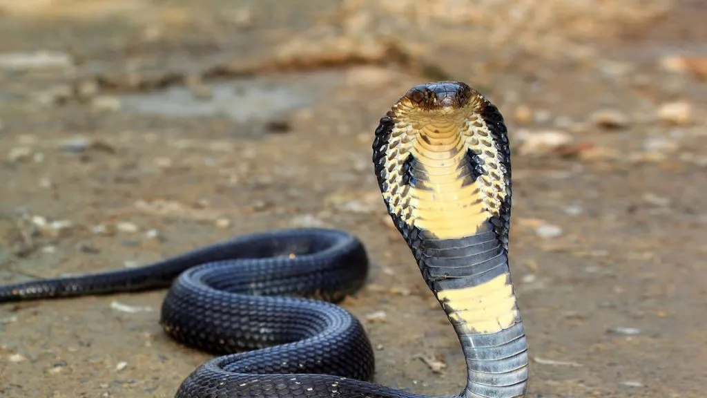 What do King Cobras Eat?