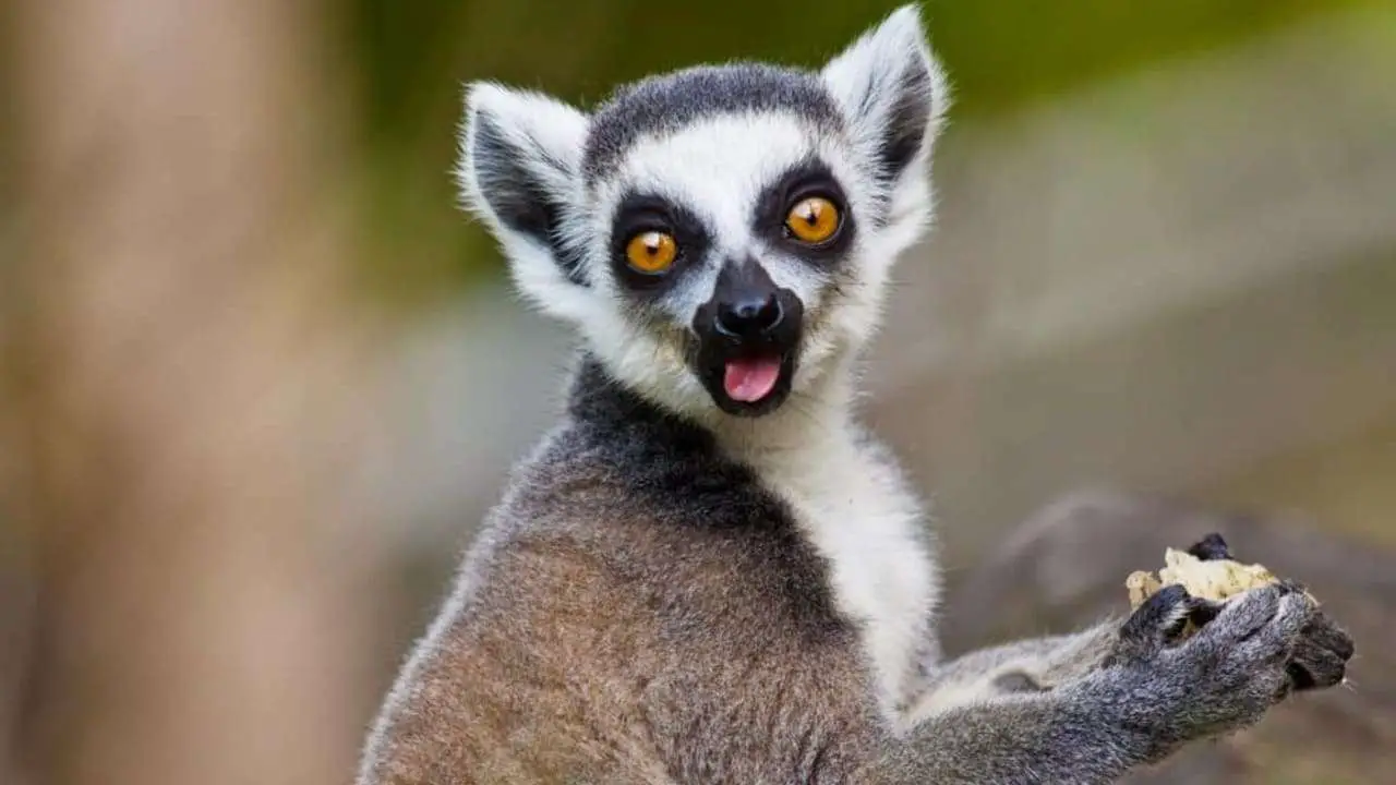 Doodskaak mengsel mythologie What Do Lemurs Eat?