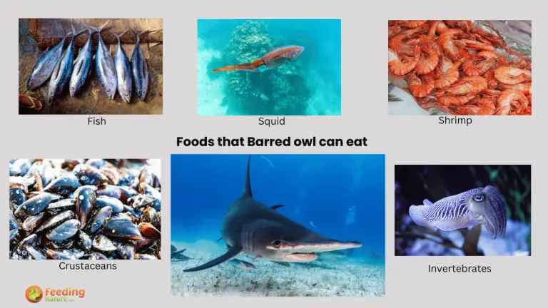 what do goblin sharks eat