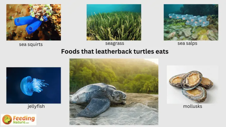 what do leatherback turtles eat