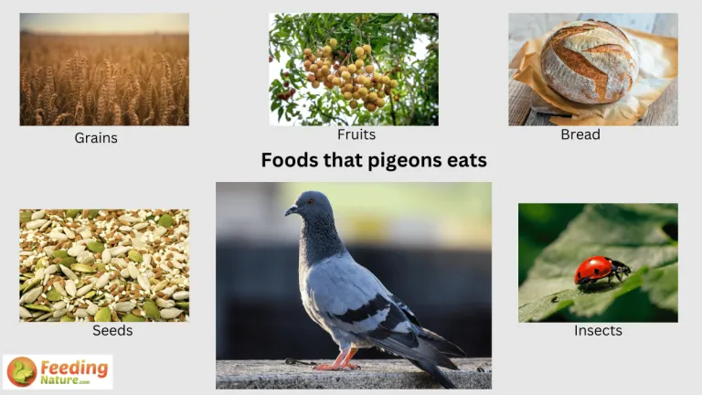 what do pigeons eat