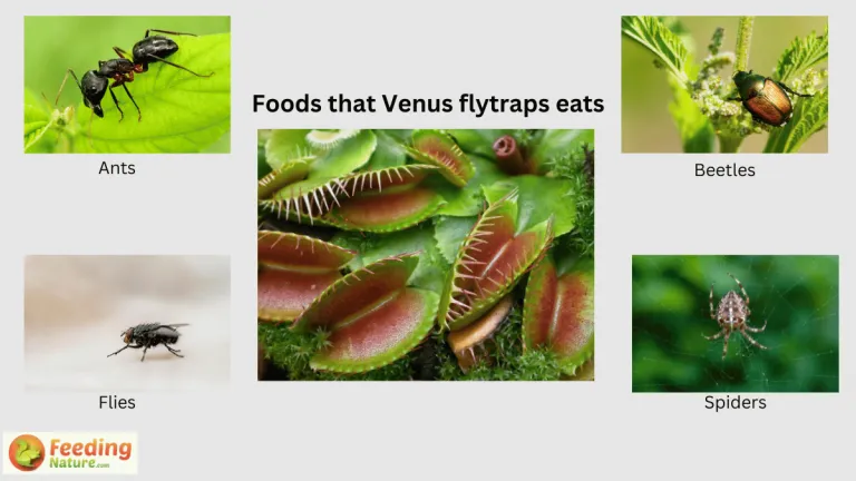 what do venus flytraps eat