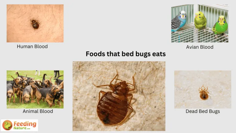 what do bed bugs eat