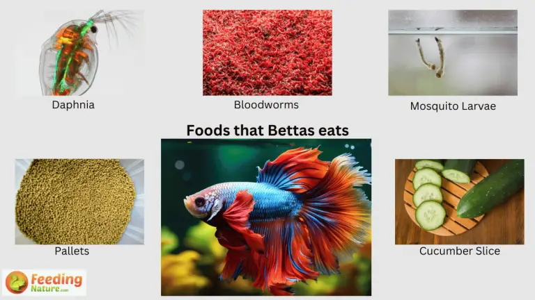 what do bettas eat