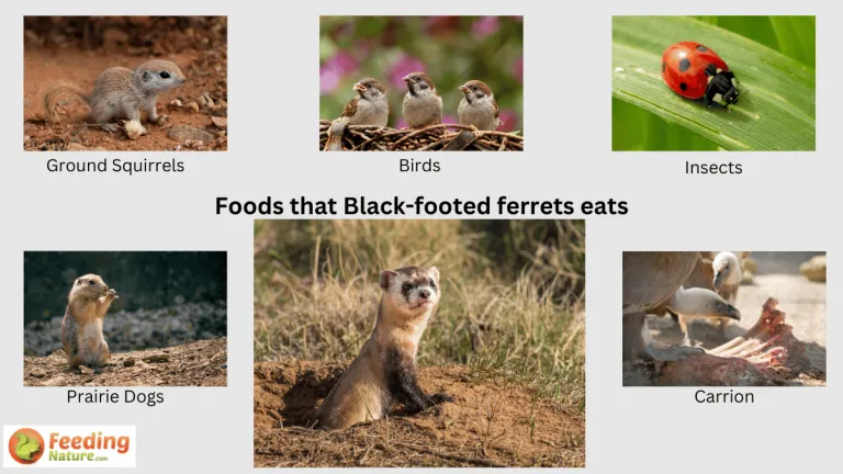 what do black-footed ferrets eat
