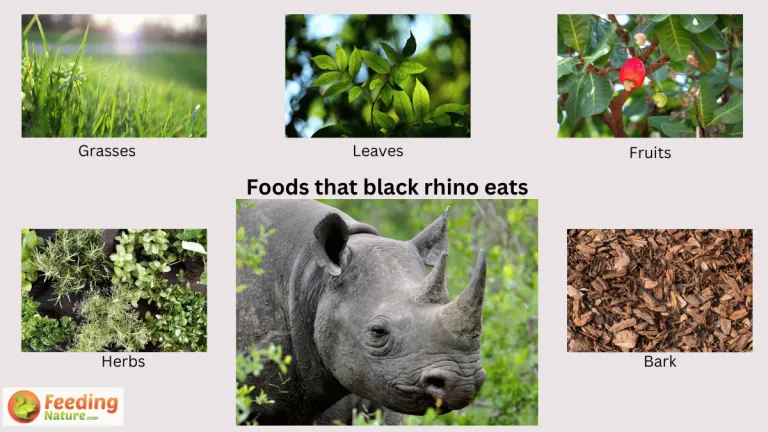 what do black rhinos eat