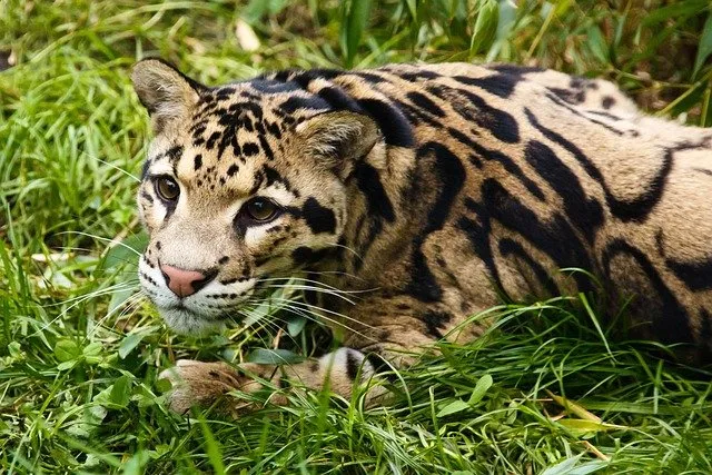 What Do Clouded Leopards Eat? Unlocking the Mystery of the Wild ...