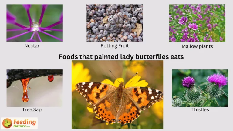 what do painted lady butterflies eat