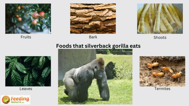 what do silverback gorillas eat