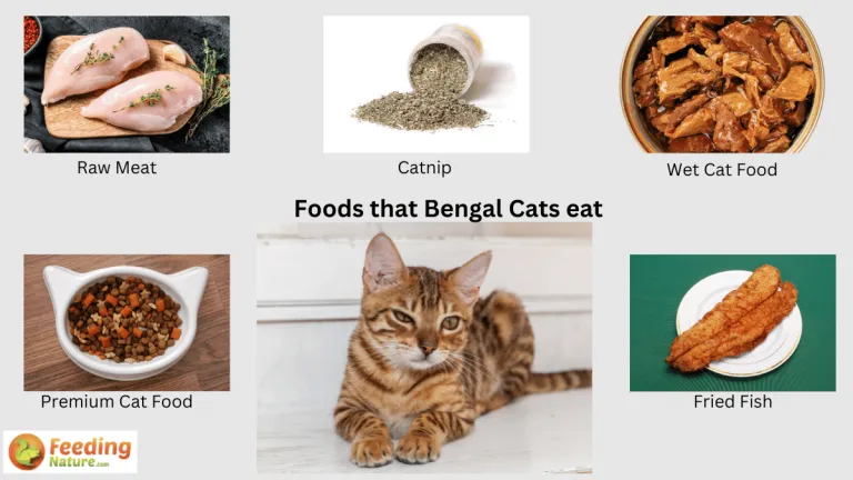 what do bengal cats eat