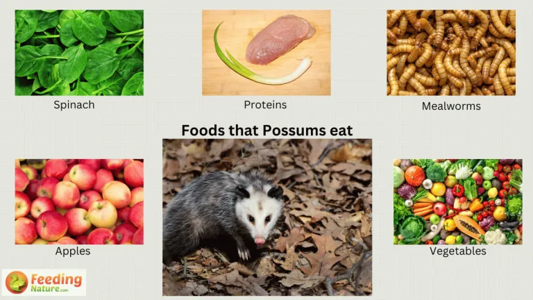 what do possums eat