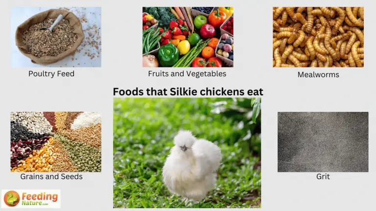 what do silkie chickens eat