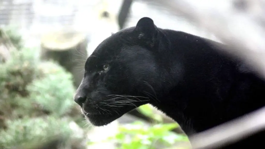 panthers