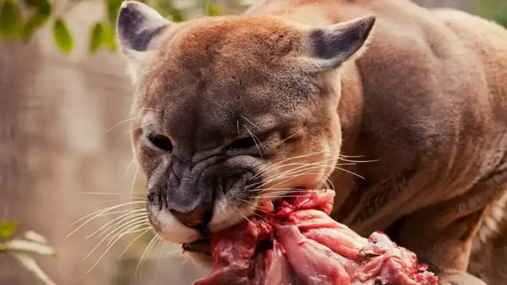 hunting