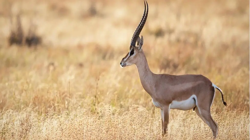 gazelles in wild
