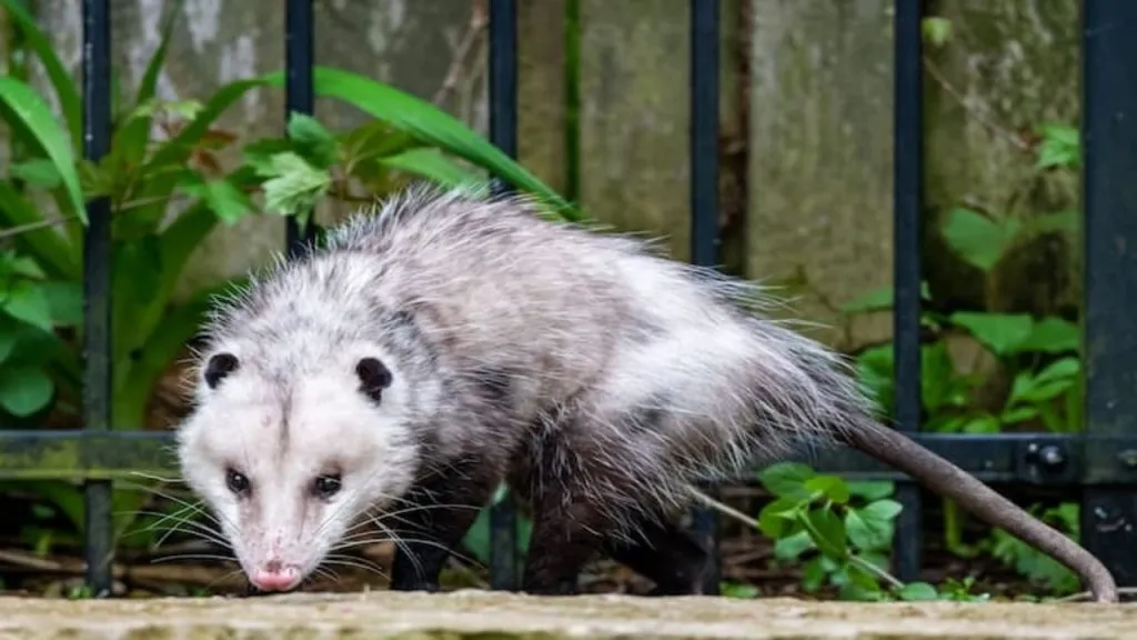 What Vegetables Do Possums Eat   Possum In Jungle 1024x576 