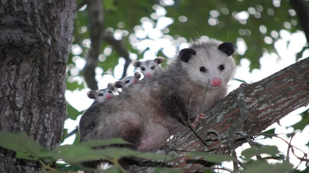 What Do Possums Eat in Winter [Possum's Winter Food Habits]