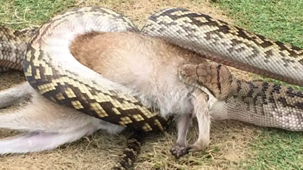 python hunting