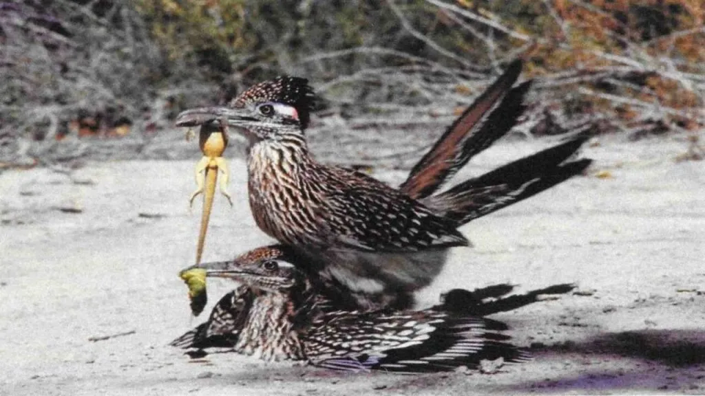 How Often Do Roadrunners Eat