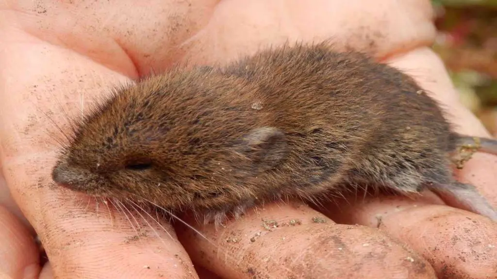 VOLE